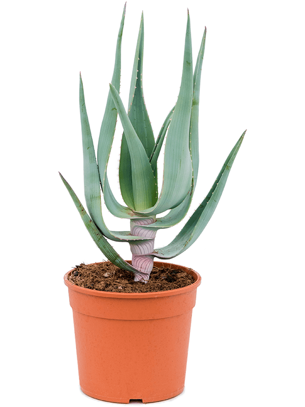 Aloe comosa (Erde 50)