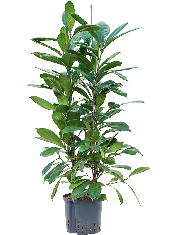 Ficus cyathistipula (Hydro 110)