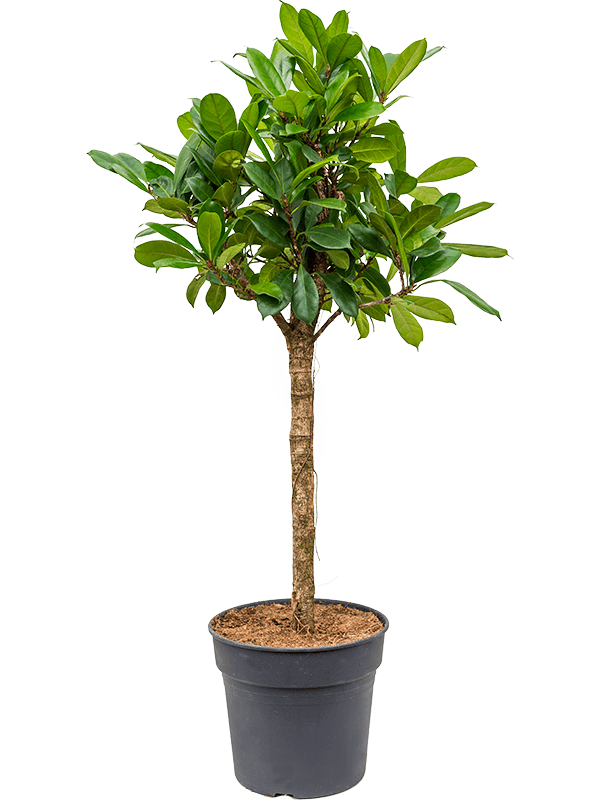 Ficus cyathistipula (Erde 150)