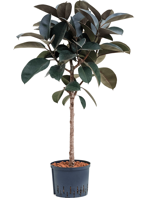 Ficus elastica 'Abidjan' (Hydro 110)