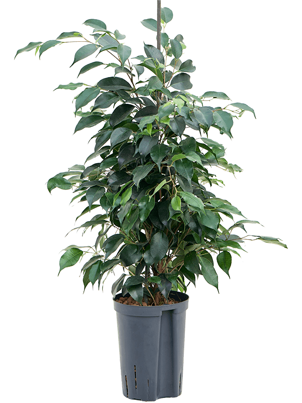 Ficus benjamina 'Danielle' (Hydro 80)