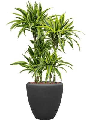 Dracaena fragrans 'Lemon Lime' in Baq Polystone Plain (114) inkl. Gefäß