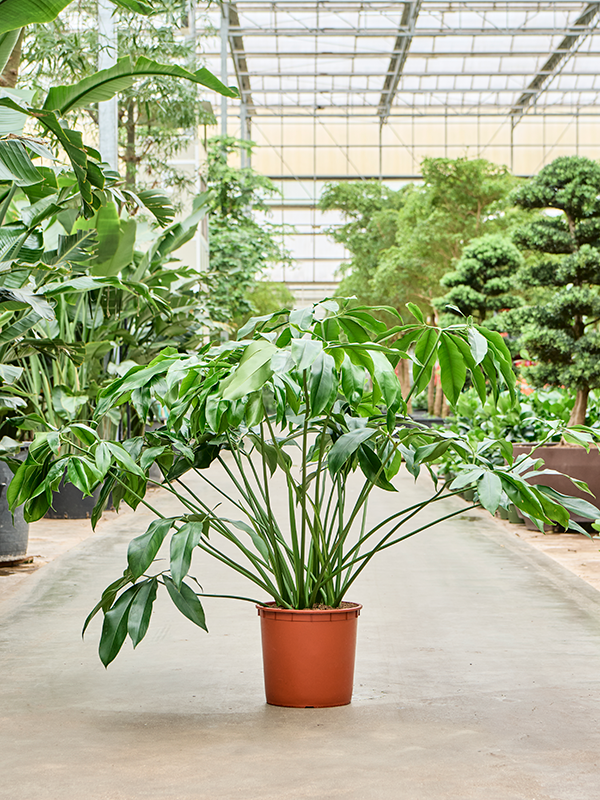 Philodendron 'Green Wonder' (Erde 125)