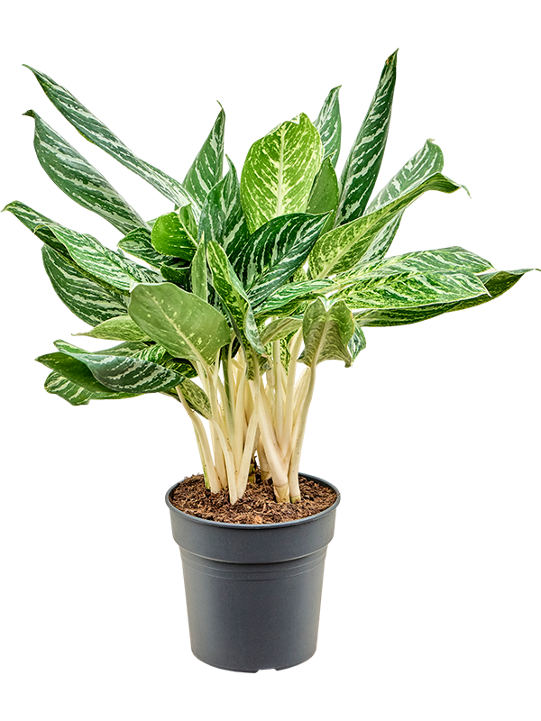 Aglaonema 'Madonna' (Erde 60)