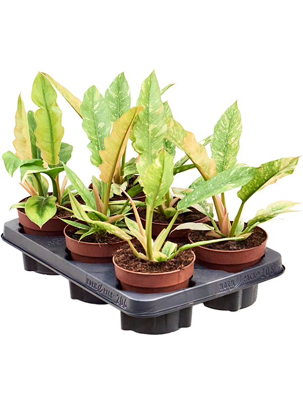 Philodendron 'Ring of Fire' 6/tray (Erde 25)
