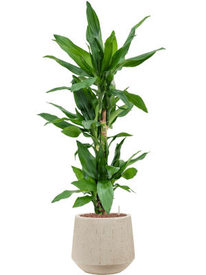 Dracaena fragrans 'Burundii' in Baq Raindrop (114) inkl. Gefäß