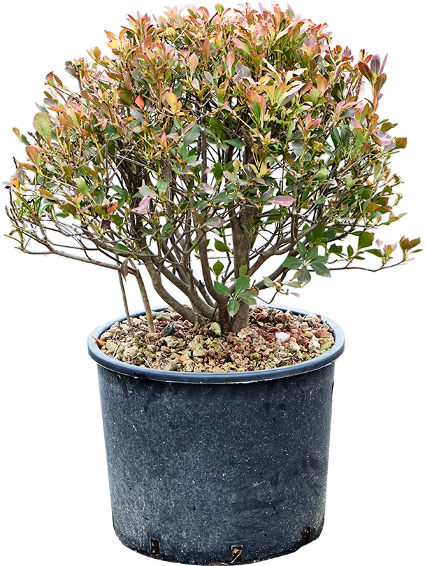 Enkianthus perulatus (50-70) (Erde 60)