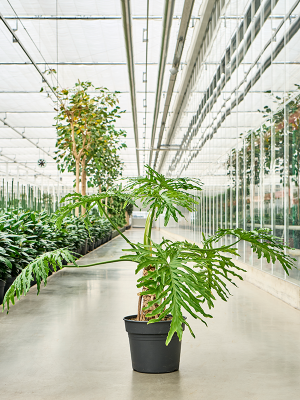 Philodendron selloum (Erde 100)