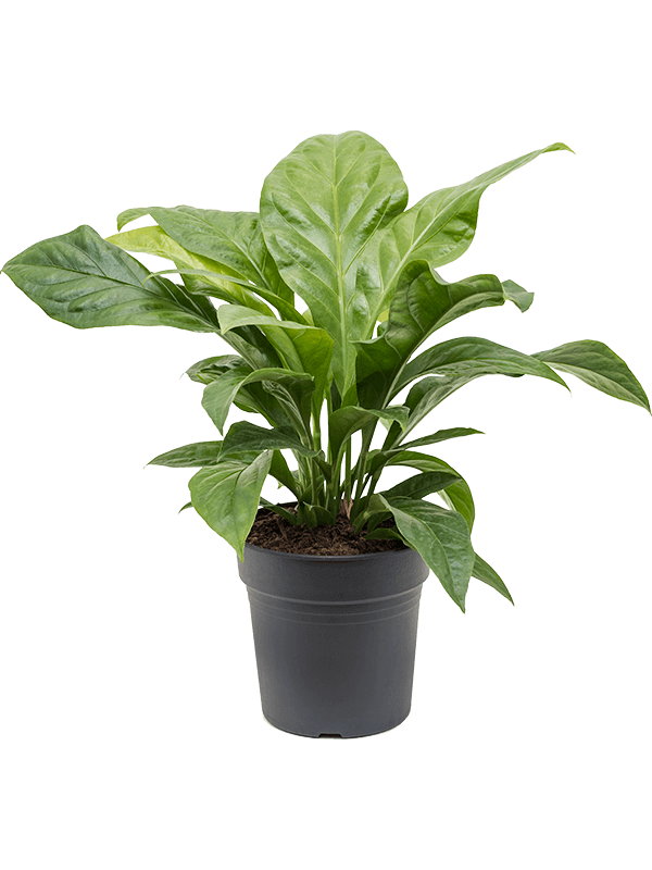 Anthurium elipticum 'Jungle Bush' (Erde 60)