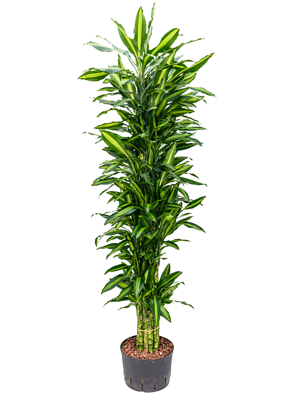 Dracaena fragrans 'Cintho' (Hydro 175)