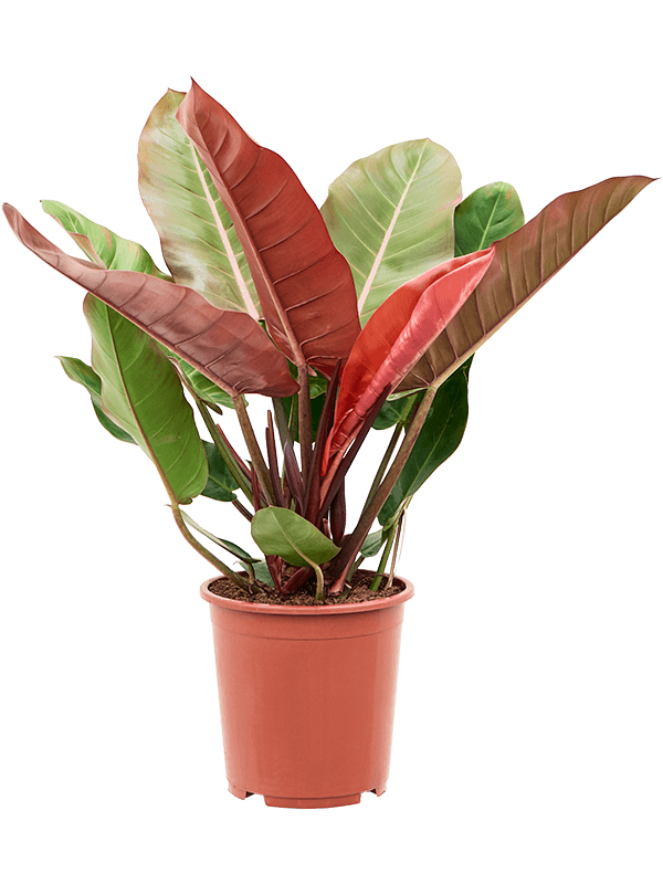 Philodendron 'Prince of Orange' (Erde 75)