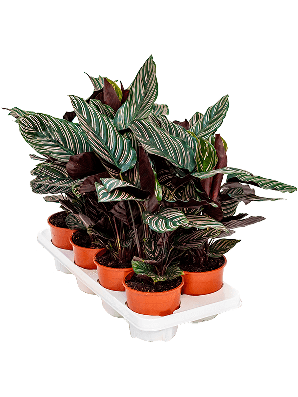 Calathea ornata 8/tray (Erde 40)