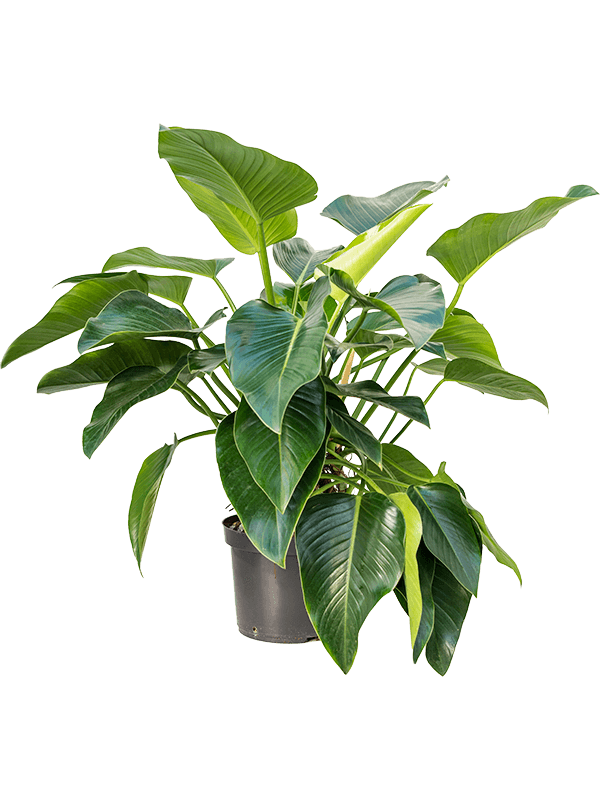 Philodendron 'Green Beauty' (Erde 110)