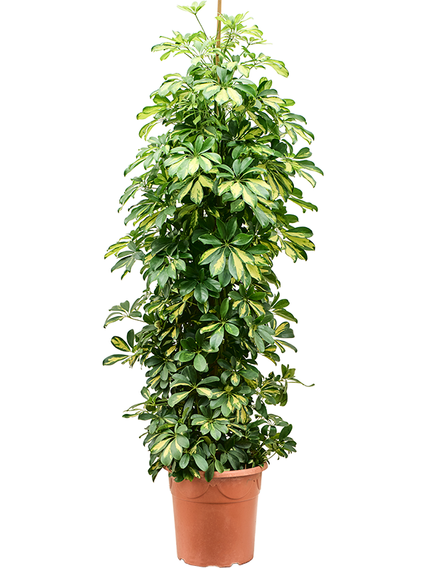 Schefflera arboricola 'Gold Capella' (Erde 185)