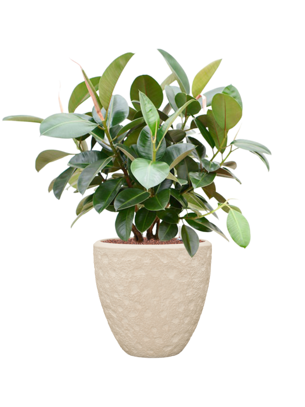 Ficus elastica 'Robusta' in Baq Polystone Rockwell (102) inkl. Gefäß