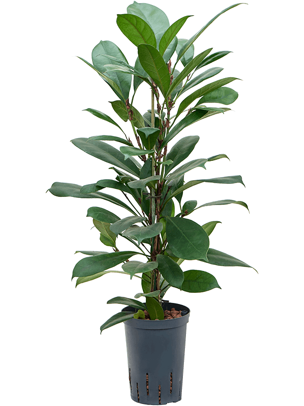 Ficus cyathistipula (Hydro 80)