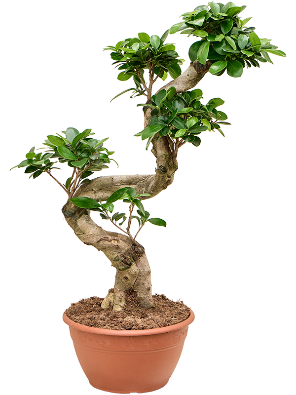 Ficus microcarpa 'Compacta' (Erde 60)