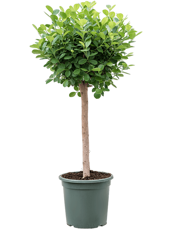 Ficus microcarpa 'Moclame' (Erde 130)