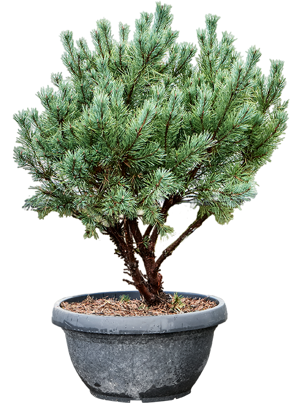 Pinus sylvestris 'Watereri Nana' (140-160) (Erde 140)