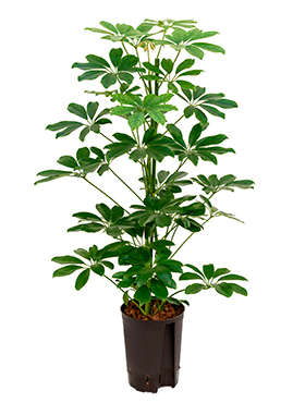 Schefflera arboricola 'Compacta' (Hydro 70)