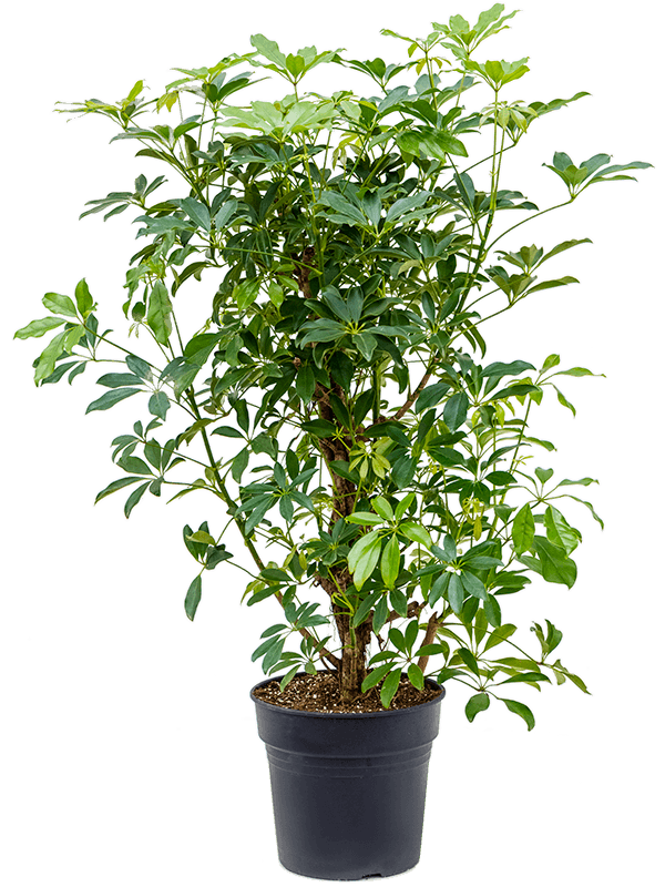 Schefflera arboricola 'Compacta' (Erde 120)