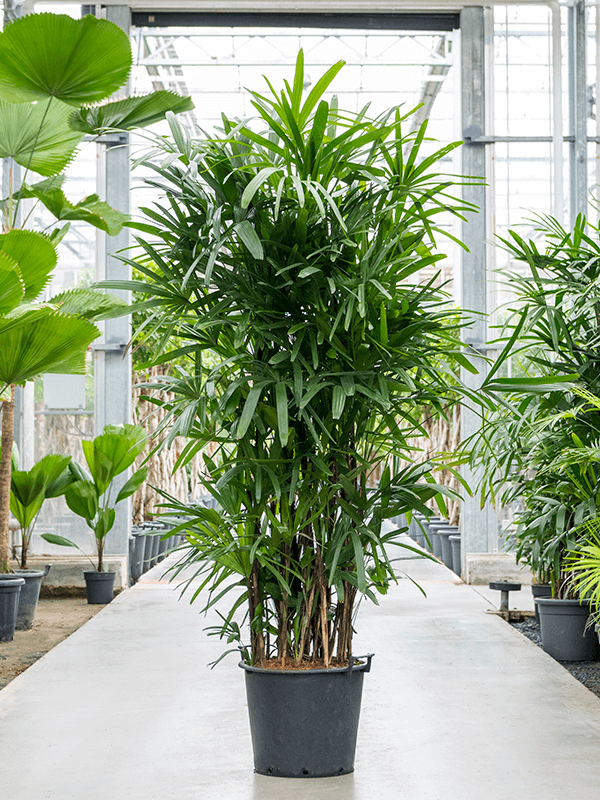 Rhapis excelsa (210-250) (Erde 230)