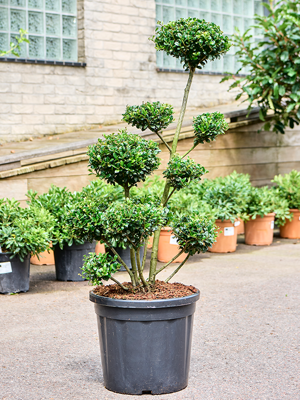 Ilex crenata 'Josaile' (Erde 110)