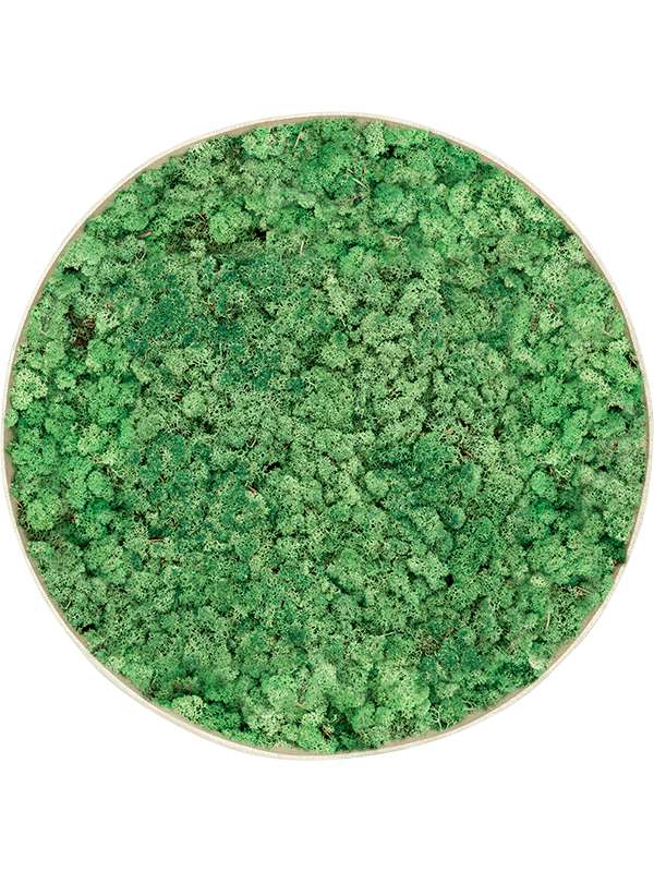 CMSS00885