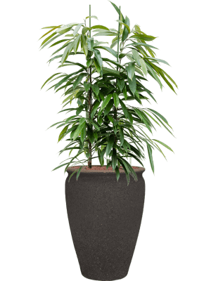Ficus binnendijkii 'Amstel King' in Mediterranean (140) inkl. Gefäß