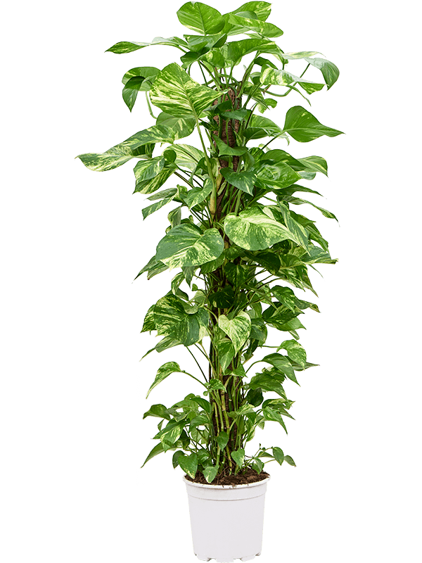 Scindapsus (Epipremnum) 'Aureum' (Erde 70)