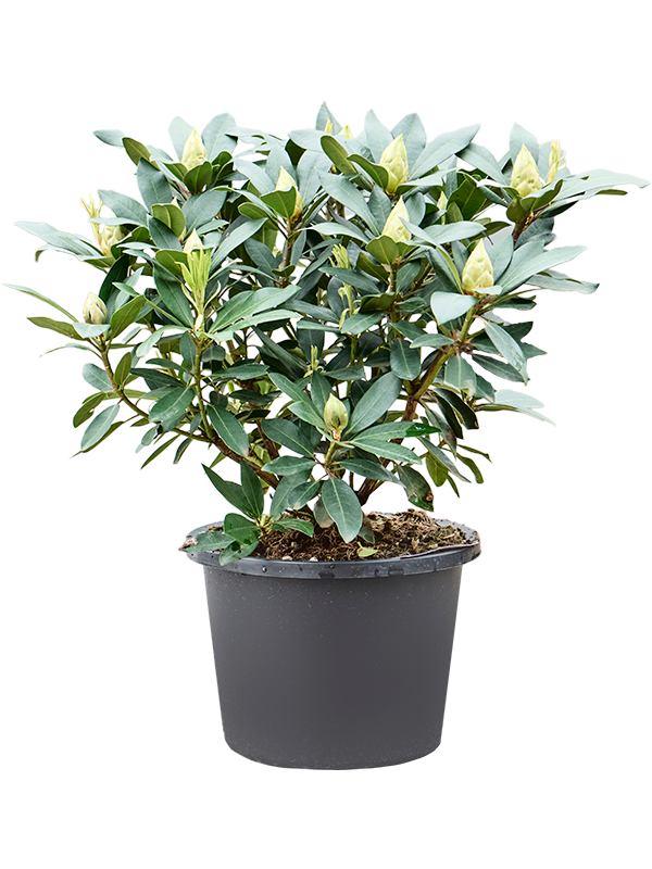 Rhododendron 'Karl Naue' (Erde 60)