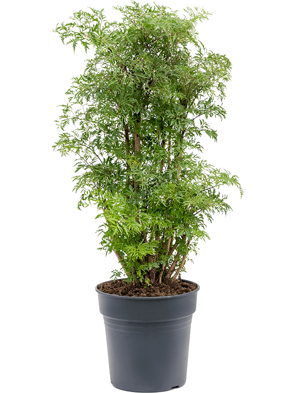 Aralia (Polyscias) 'Ming' (Erde 90)
