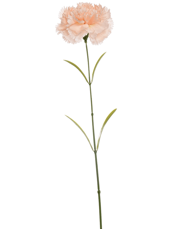 Carnation (70)