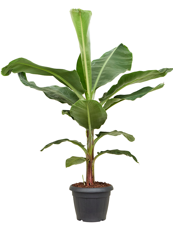 Musa 'Dwarf Cavendish' (Erde 150)