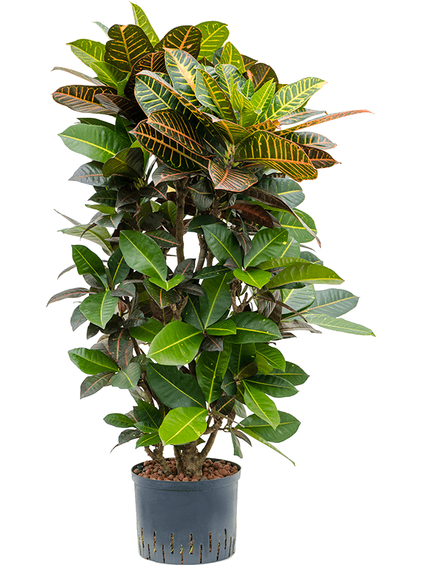 Croton (Codiaeum) variegatum 'Petra' (Hydro 120)