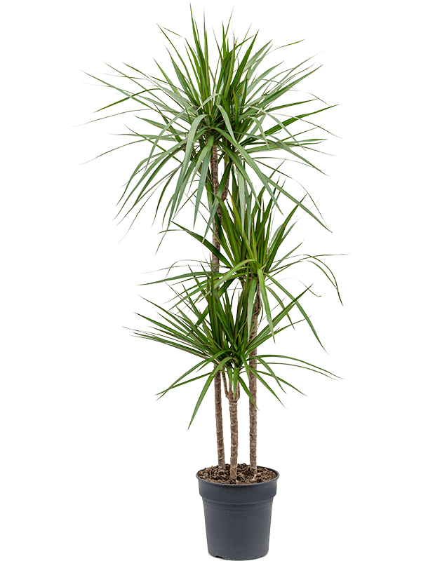 Dracaena marginata (Erde 150)