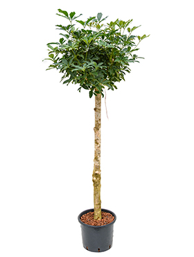 Schefflera arboricola 'Compacta' (Hydro 200)
