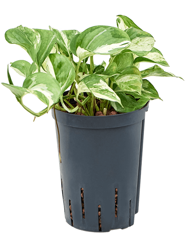 Scindapsus (Epipremnum) 'Happy Leaf' (Hydro 30)
