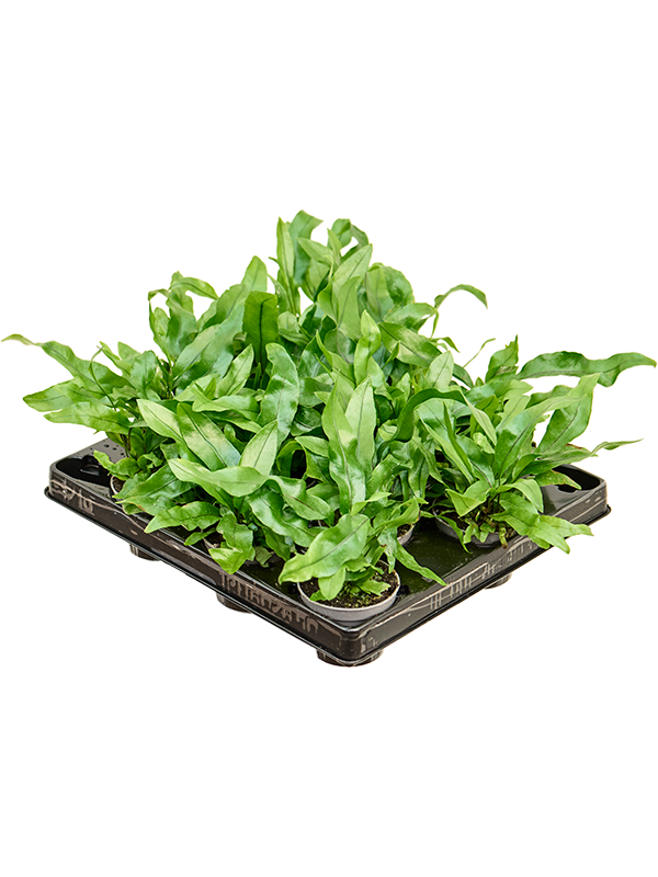 Microsorum pteropus 12/tray (Erde 8)