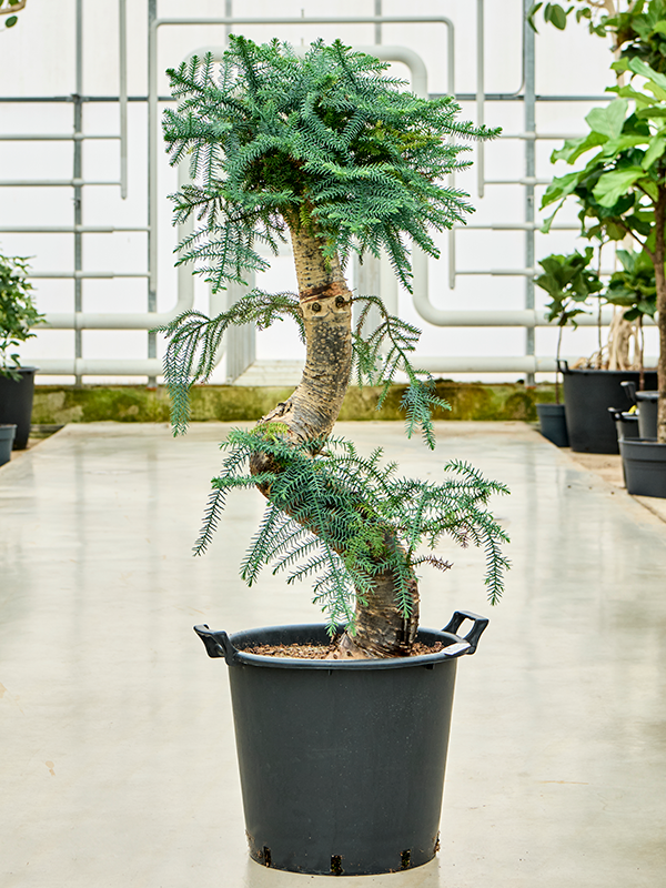 Araucaria cunninghamii (Erde 140)