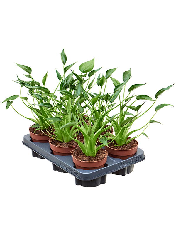 Alocasia 'Tiny Dancer' 6/tray (Erde 40)