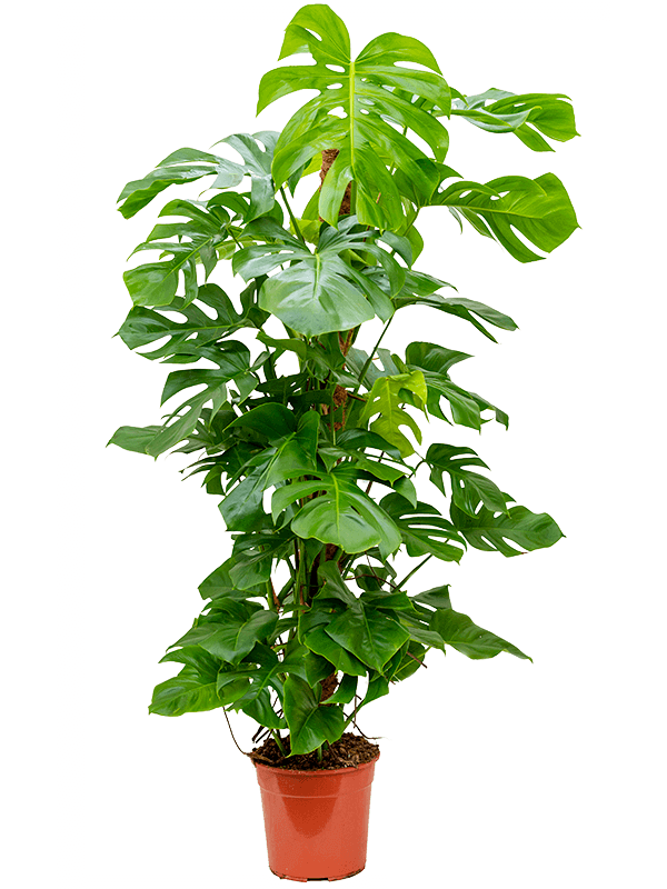 Monstera deliciosa (Erde 130)