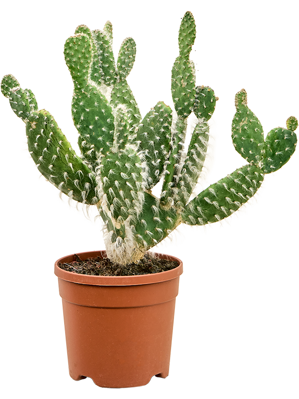 Opuntia erinacea 'Ursine' (Erde 45)