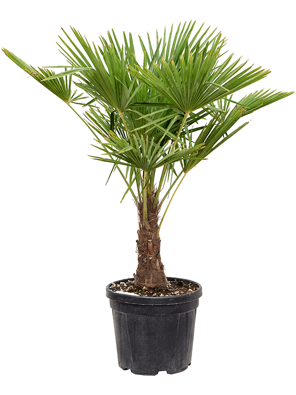 Trachycarpus fortunei (120-150) (Erde 135)
