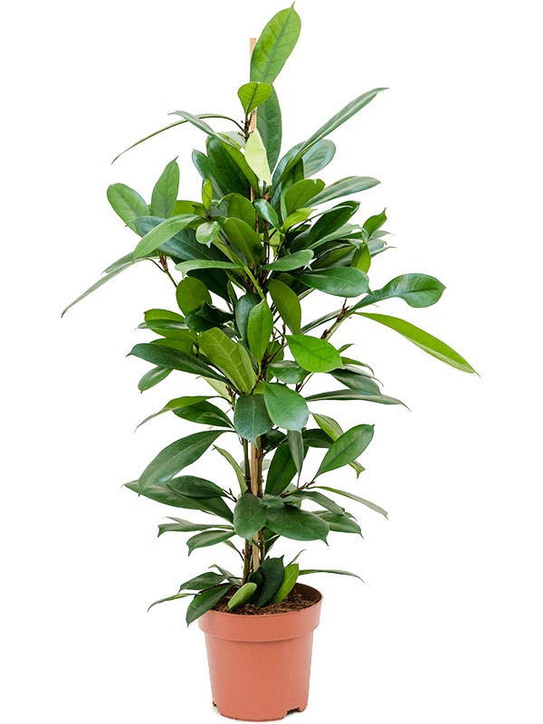 Ficus cyathistipula (Erde 100)
