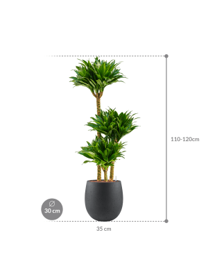 Dracaena fragrans 'Compacta' in Grigio (119) inkl. Gefäß