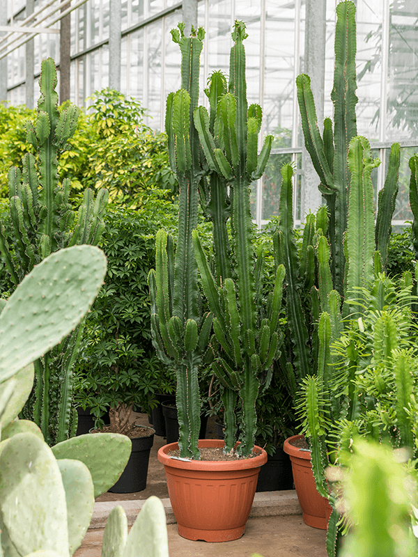 Euphorbia erytrea (Erde 220)