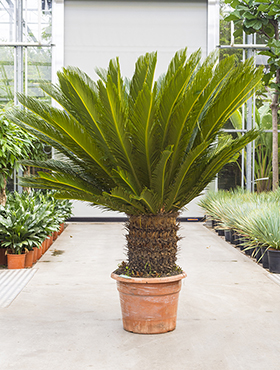 Cycas revoluta (Erde 130)