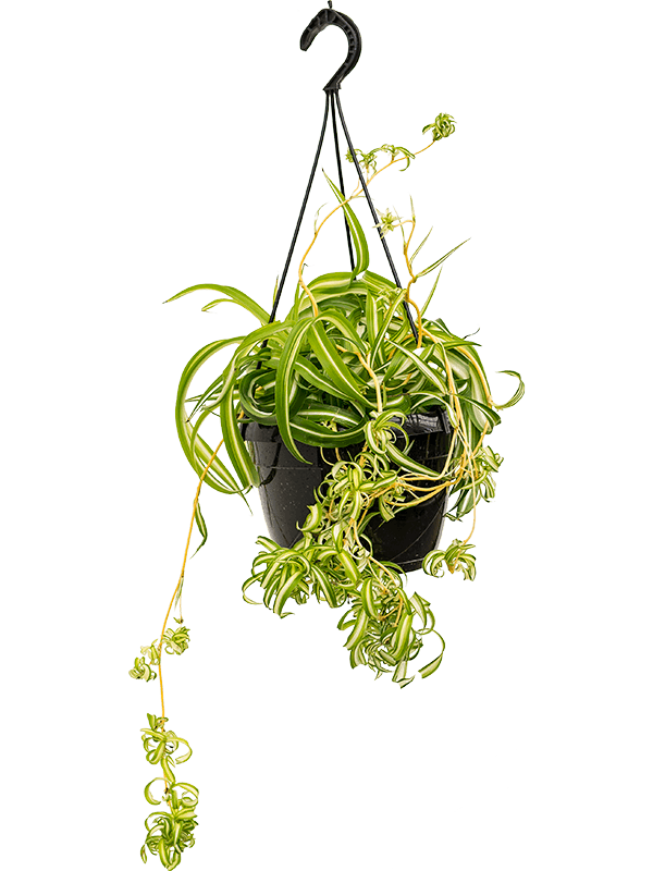Chlorophytum comosum 'Bonnie' (Erde 50)