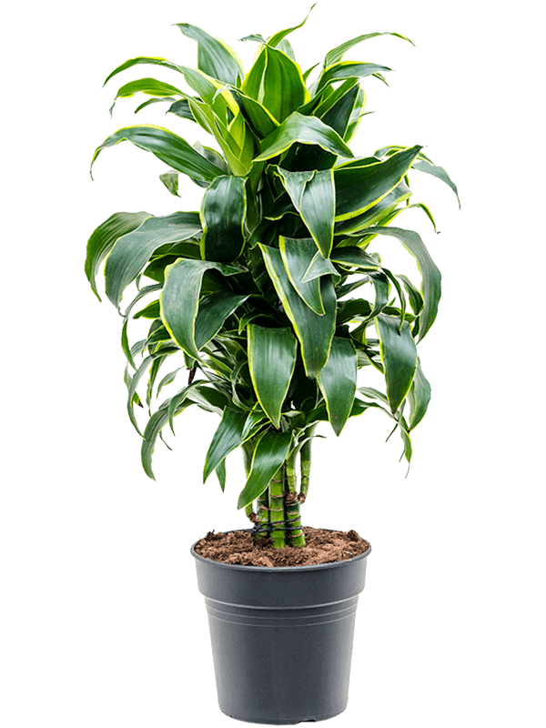 Dracaena fragrans 'Dorado' (Erde 70)